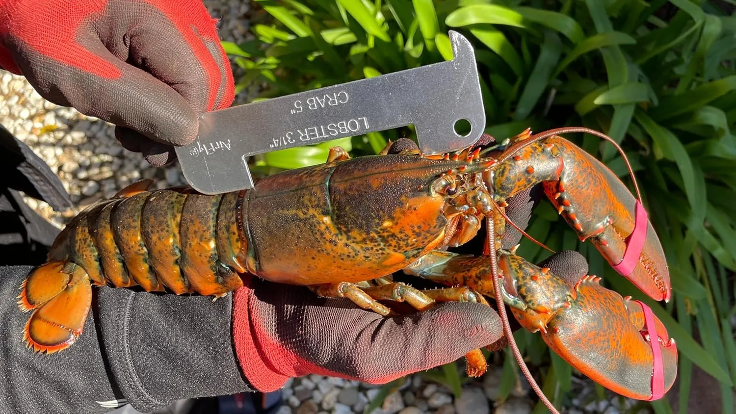 AirFly Aluminum Lobster and Blue Crab Gauge for California, Maine, MA, NH, RI, CT, MP, AL, FL, GA, MD, VA, NC, SC, LA, TX, Canada, 5", 3 1/4". Designed in San Francisco, USA